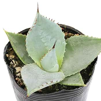 Amazon｜【charm】（観葉植物）アガベ パリー トランカータ 2号